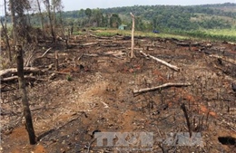 Đắk Nông: Bắt khẩn cấp đối tượng chuyên &#39;bảo kê&#39; phá rừng 